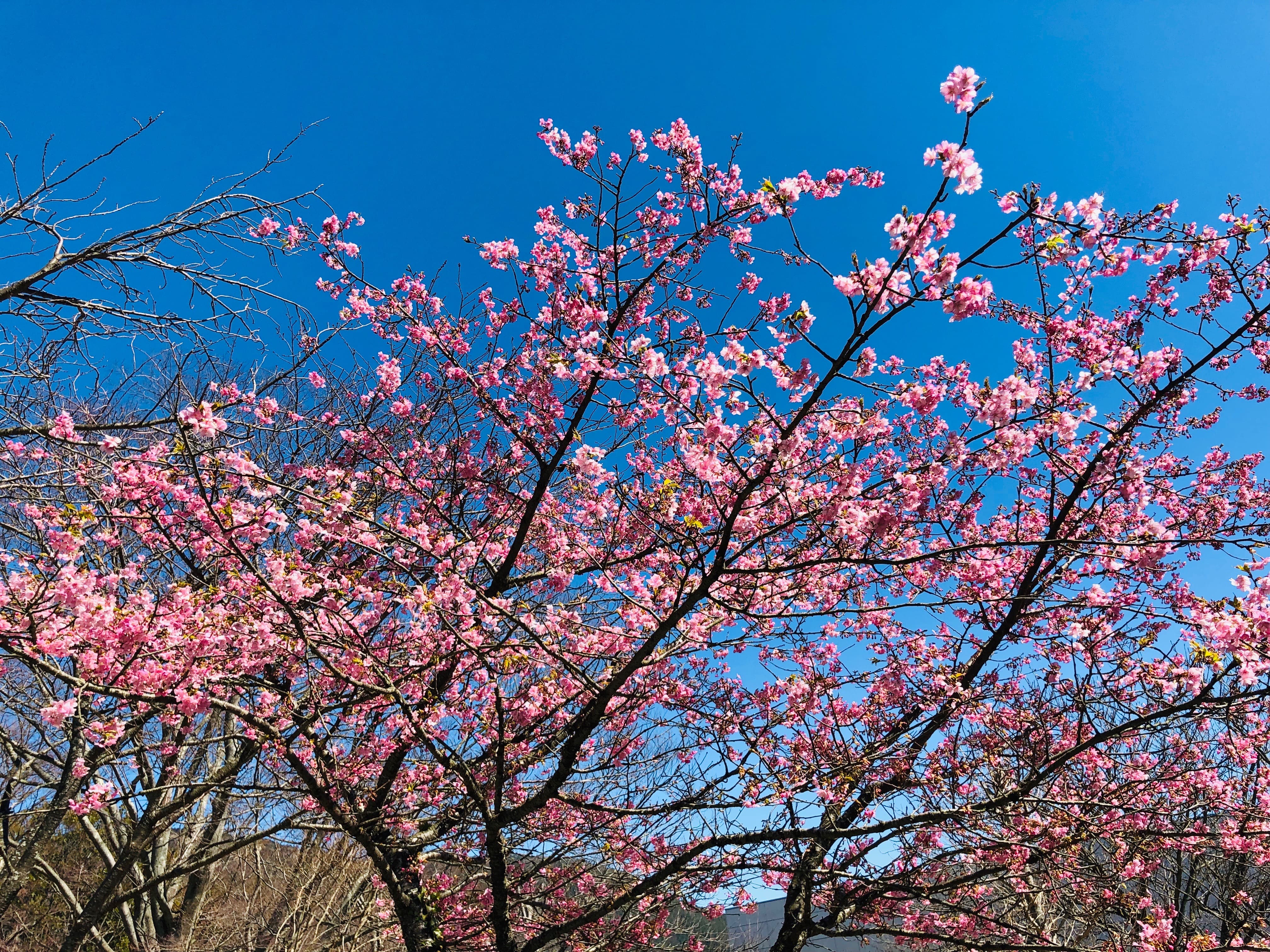箱根の桜